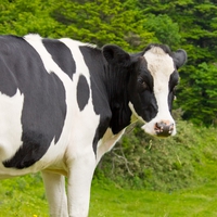 牛が夢に出てきた！牛の夢は、いい夢？悪い夢？夢占いの意味を解説！