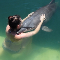 イルカの夢を見た！！夢占いの意味