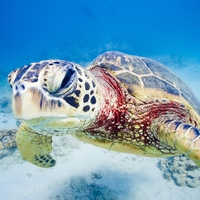 金運アップ？夢に亀(かめ)がでてきた！夢占いの意味をご紹介