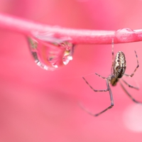 夢に蜘蛛が出てきた！夢占いの意味