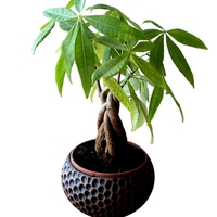 風水でも大人気！観葉植物パキラの効果と置く場所