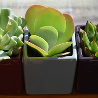 効果別！風水でおすすめな観葉植物の選び方＆置き方