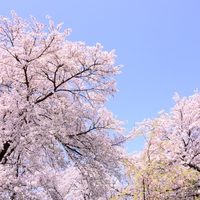 桜が咲く夢を見た！桜に関する夢占いの意味
