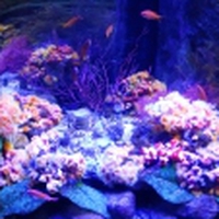 水族館にいる夢を見た！水族館の夢占いの意味