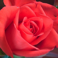 O型女の浮気の特徴＆浮気をされるのを阻止する方法