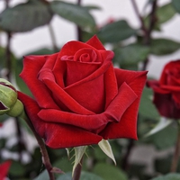 「辞めたいけど無理...」浮気男の心理と浮気性を直す方法