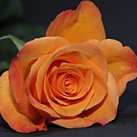 浮気を許したけど辛い…辛いときの対処法とは？