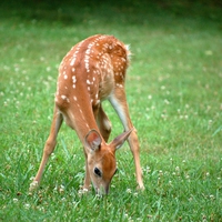 動物占い「こじか」の性格って？合う・合わない動物はこれ！