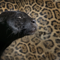 動物占い「黒ひょう」の性格って？合う・合わない動物はこれ！