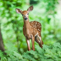 どんなことが占える？みんながハマる「動物占い」とは？調べ方