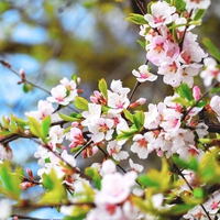 【4月生まれ】ってどんな性格？仕事・恋愛の特徴をチェック！