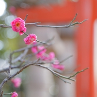 名古屋で厄払いをするなら【熱田神宮】へ！おすすめポイントや注意点